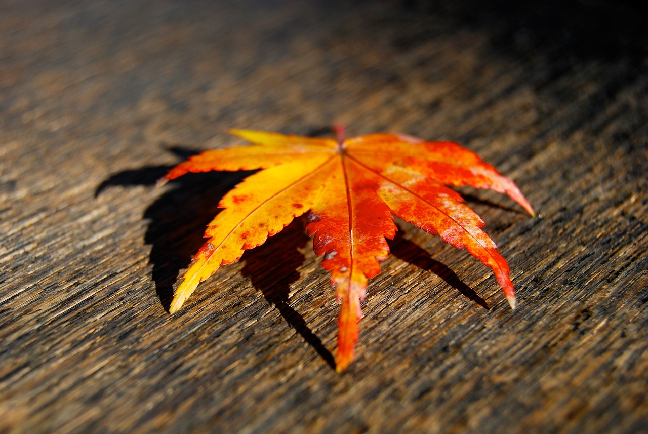 四月份猪肉价格走势深度解析，市场动态与影响因素分析