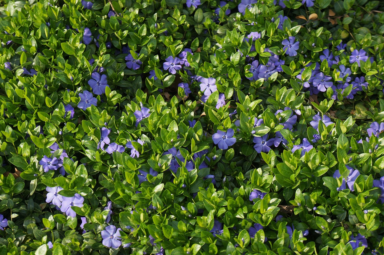 四月份乌桕树苗价格探讨及分析