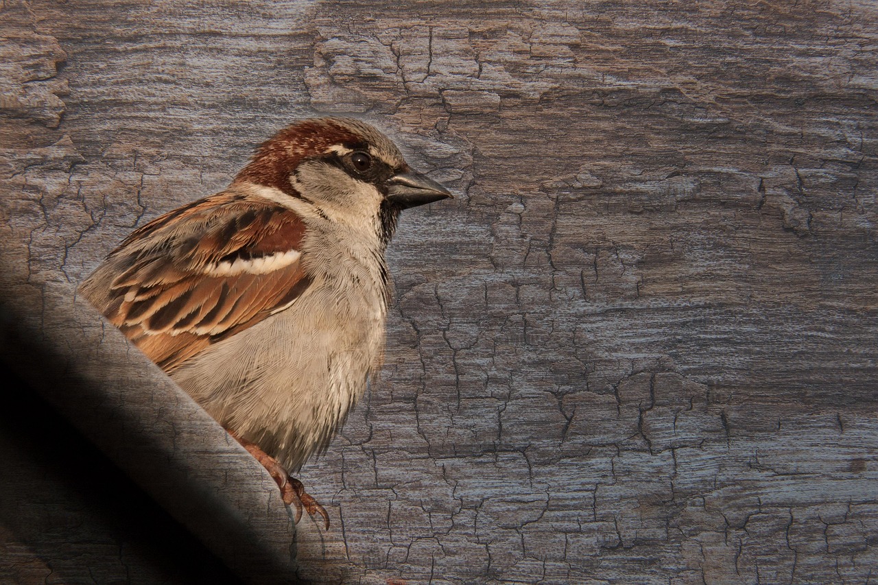 世卫大会聚焦全球卫生治理的新进展与挑战，最新动态揭示全球卫生治理挑战与机遇