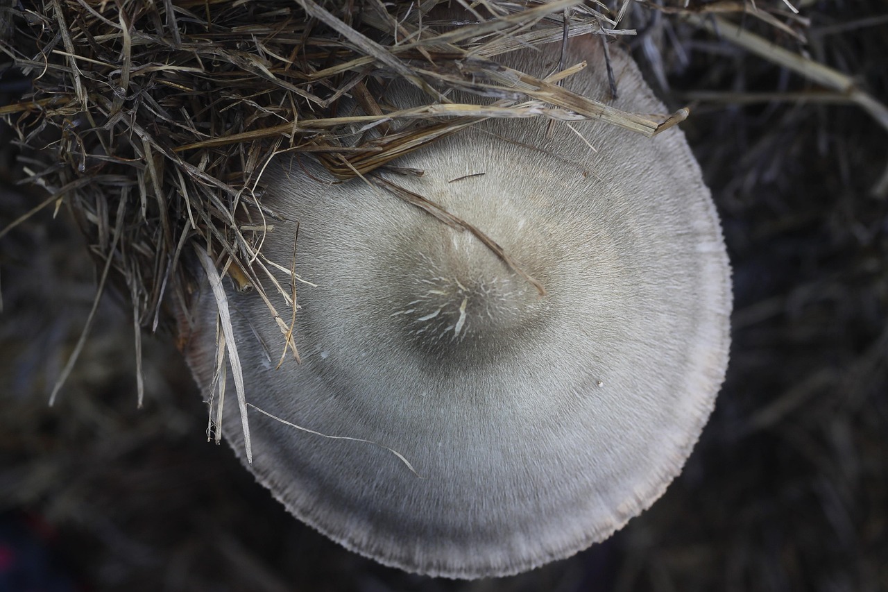 五月烟台鸡蛋价格行情揭秘
