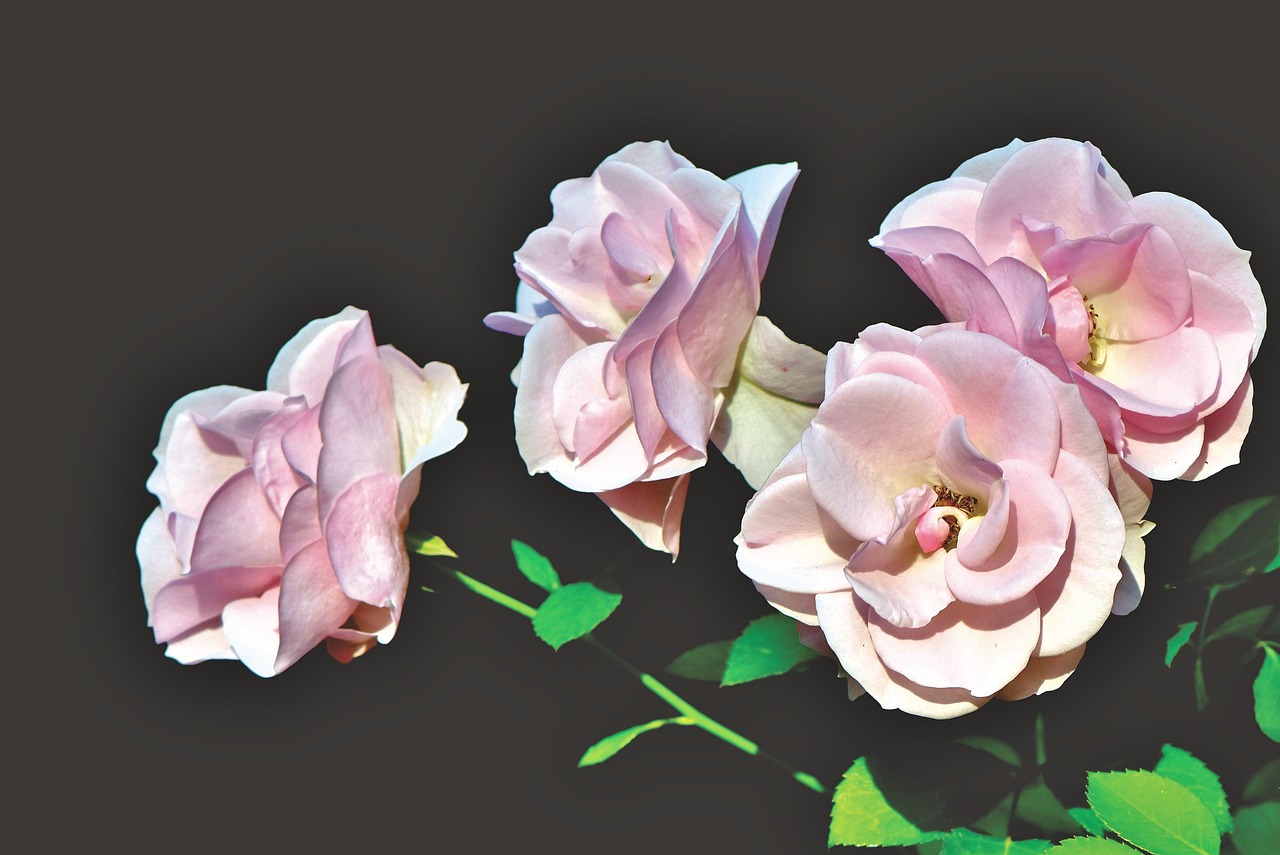 五月情侣接吻动漫头像，甜蜜瞬间的爱恋