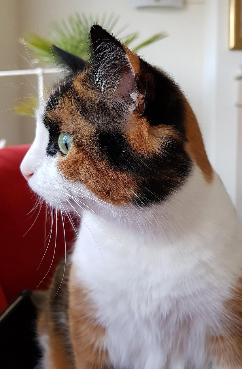 五月七七家D猫猫的最新创作，人与猫的温馨故事