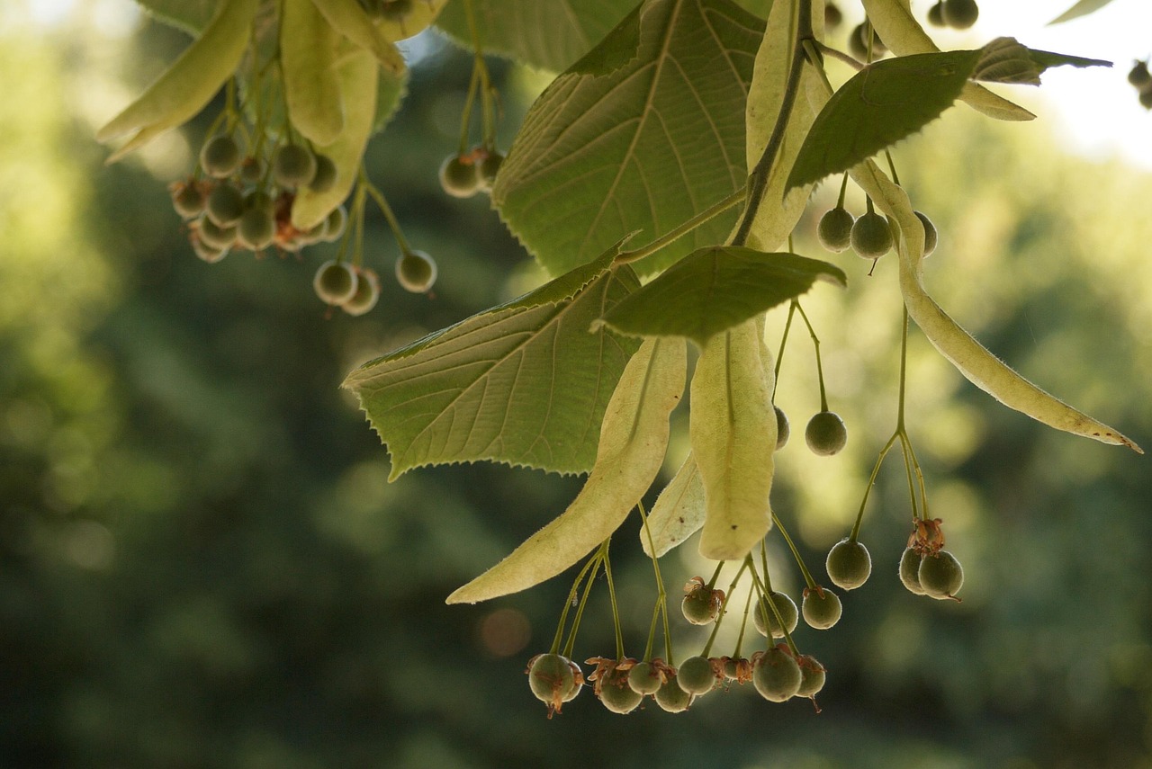 五月茶香，绿茶上市的季节来临